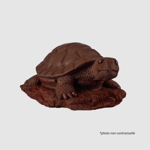 CAROLINE- La grosse Tortue