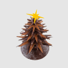 Sapin d'Exception Noir